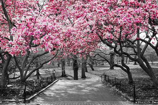 Pink Blossoms in Central Park Black and White Landscape