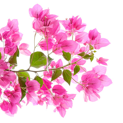 Pink Bougainvilleas On White Background Isolated Stock Photo - Download ...