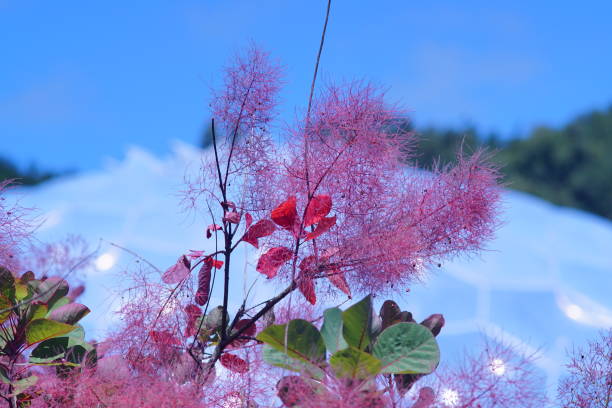 Pink bush flowers on blurred background stock photo