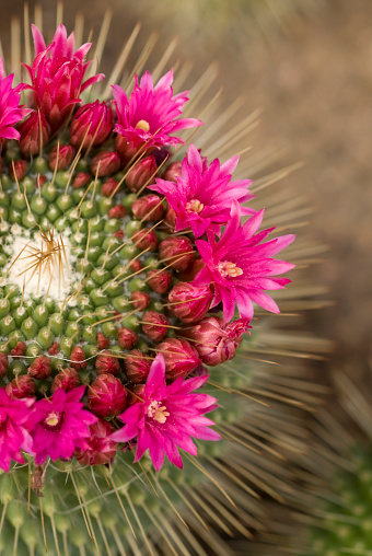 Spring wildflowers carpet the desert floor in Organ Pipe Cactus National Monument of Arizona
