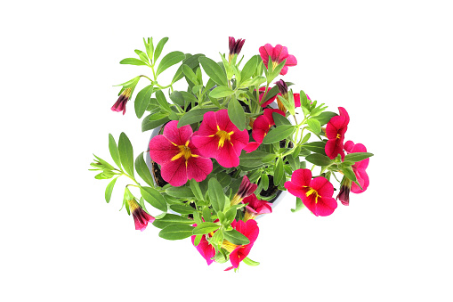 pink Calibrachoa petunia blossom. isolated on white background. top view.