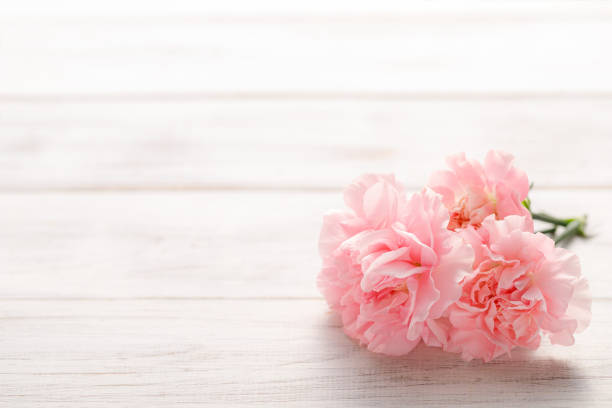 Pink carnation and white background stock photo