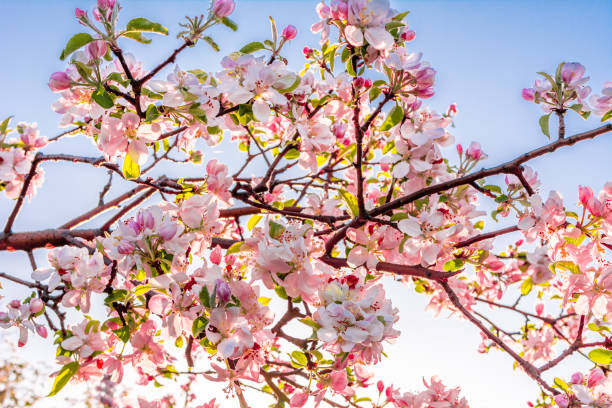 roze kersenbloesem geïsoleerd op de hemelachtergrond, bloeiende tak met sakura bloemen - appelbloesem stockfoto's en -beelden