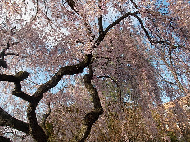 Pink Cherry Blossom Trees stock photo