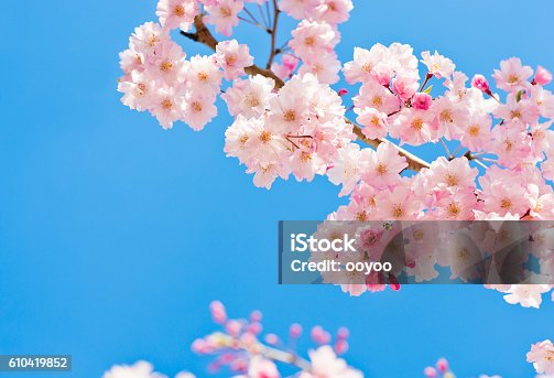 istock Pink Cherry Blossoms Against Clear Blue Sky 610419852