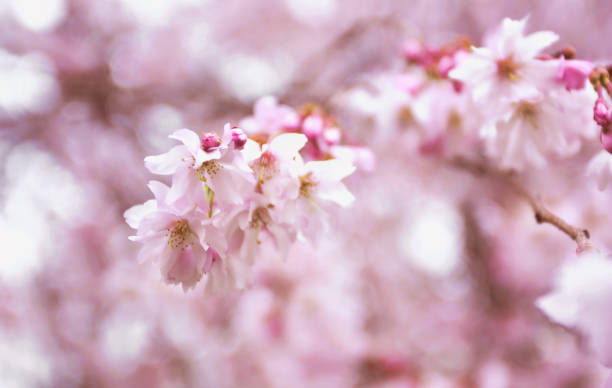 Pink Cherry Blossoms in Spring stock photo