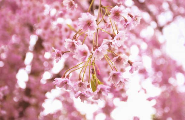 Pink Cherry Blossoms in Spring stock photo