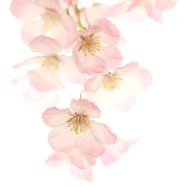 Pink cherry blossoms stock photo