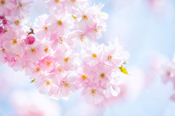 ピンクチェリーツリーの花 - 桜 ストックフォトと画像
