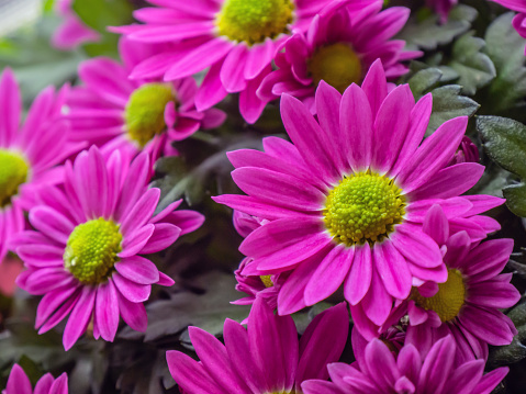 Close-up of the pink flowers on a china aster plant with a blurred background.