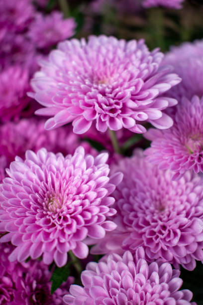 Pink Chrysanthemum flowers in the flower pot Pink Chrysanthemums / Cheryl Pink flowers in the cold fall garden flowering plant stock pictures, royalty-free photos & images