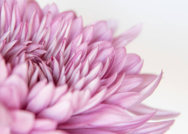 Pink Chrysanthemum stock photo