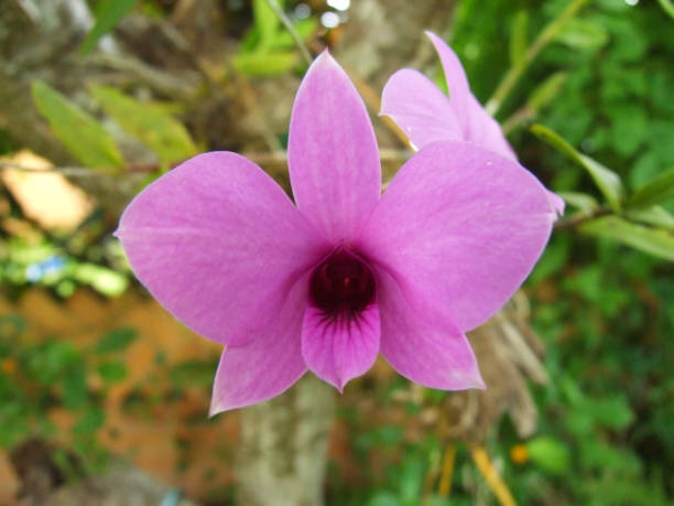 Pink Cooktown Orchid growing near Brisbane stock photo