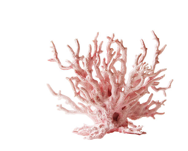 Pink coral against white background Pink coral isolated on white background coral cnidarian photos stock pictures, royalty-free photos & images