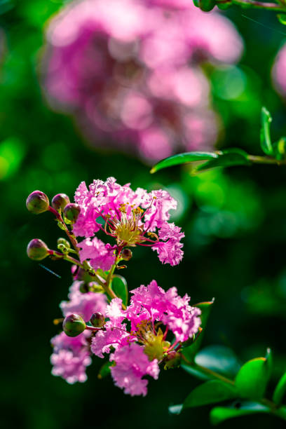 Pink Crepe ( Crape) myrtle tree  blooming in spring. stock photo