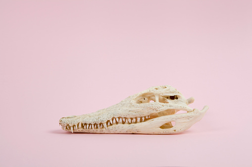 ピンクのワニの頭骨 アメリカ合衆国のストックフォトや画像を多数ご用意 Istock