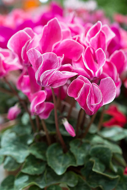 Royalty Free Cyclamen Pictures, Images and Stock Photos - iStock