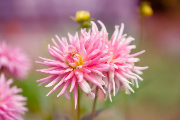 Pink Dahlia Flower with defocused background with copy space stock photo