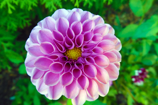 Pink dahlia with green background in the garden in spring and summer