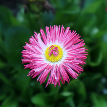 Pink daisy flower in the garden