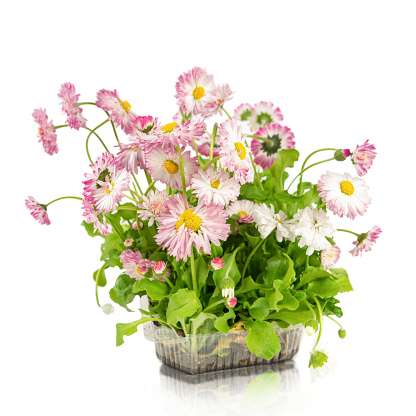 Pink daisy seedling in plastic container isolated on white background. Sapling with roots for the garden, lush flowering plant