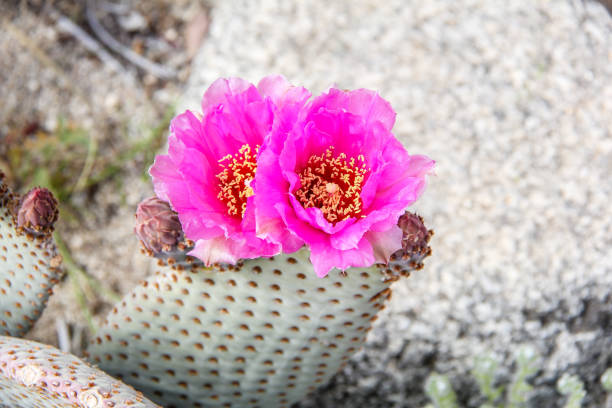 Pink Desert Cactus Flower stock photo