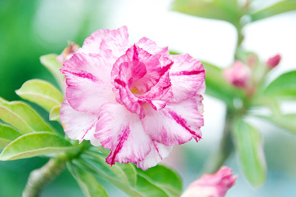 Pink Desert Flower, adenium obesum, natural background