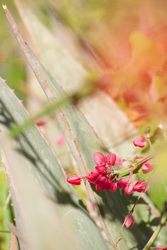 In the Sonoran Desert of Arizona Queen’s Wreath Vine - Antigonon leptopus blooms in spring alongside beautiful cacti.