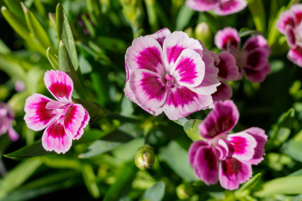 Pink Dianthus flowers in the sun stock photo