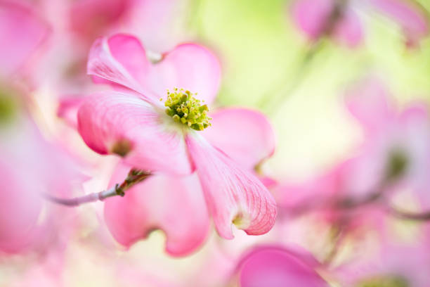 A Pink Dogwood Flower stock photo