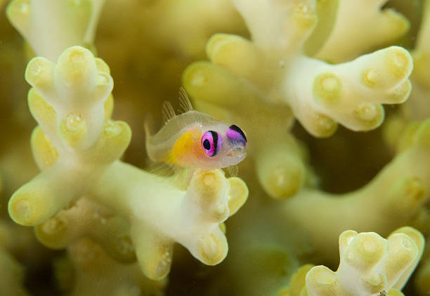 Pink eye goby on coral stock photo