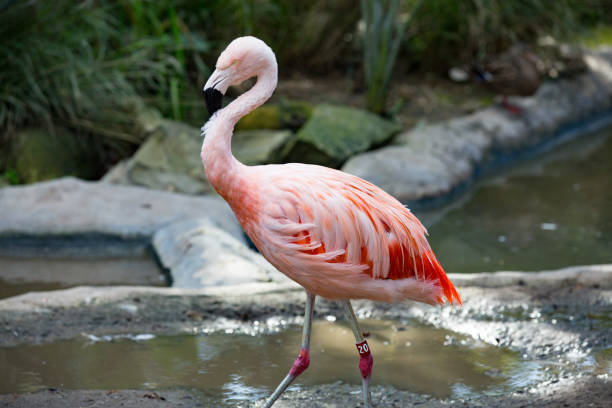 Pink Flamingo Bathing stock photo