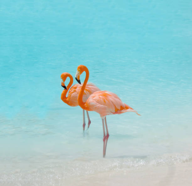 rosa flamingo fågel - aruba bildbanksfoton och bilder