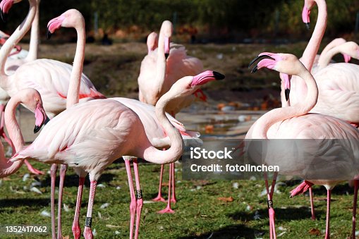 istock Pink flamingo birds 1352417062
