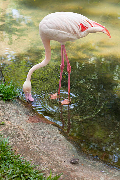 Pink Flamingo Drinking in a Pool. stock photo