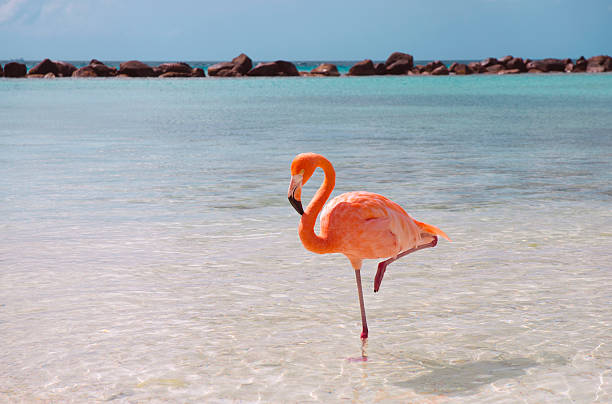pink flamingo in the water at the beach with clear blue sky - flamingo stockfoto's en -beelden