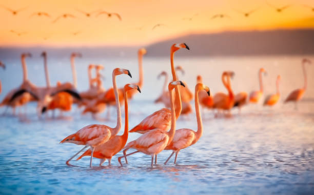 roze flamingo's in mexico - flamingo stockfoto's en -beelden