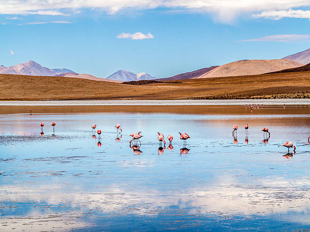 Pink flamingos in wild nature of Bolivia Pink flamingos in wild nature of Bolivia, Eduardo Avaroa National Park, South America salar de uyuni desert stock pictures, royalty-free photos & images