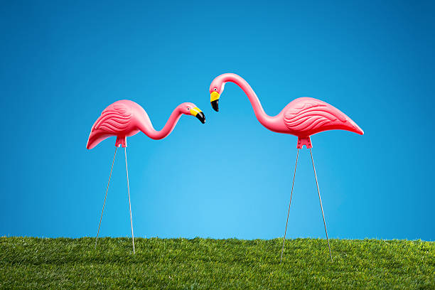 pink flamingos - flamingo stockfoto's en -beelden