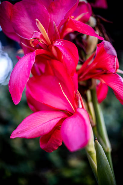 Pink flower bloom closeup stock photo