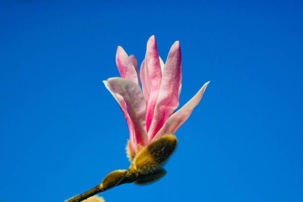 Pink flower bud closeup stock photo