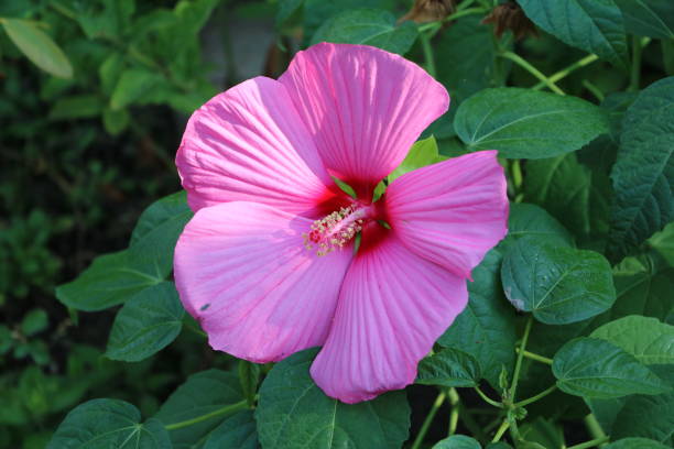 Pink flower of hibiscus moscheutos stock photo