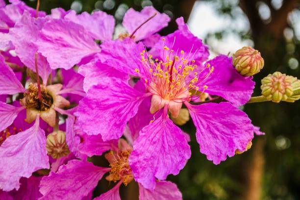 ピンクの花 - barringtonia racemosa ストックフォトと画像
