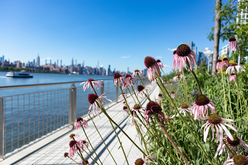 A closeup of pink flowers along the shore of the East River at Domino Park in Williamsburg Brooklyn New York during the summer