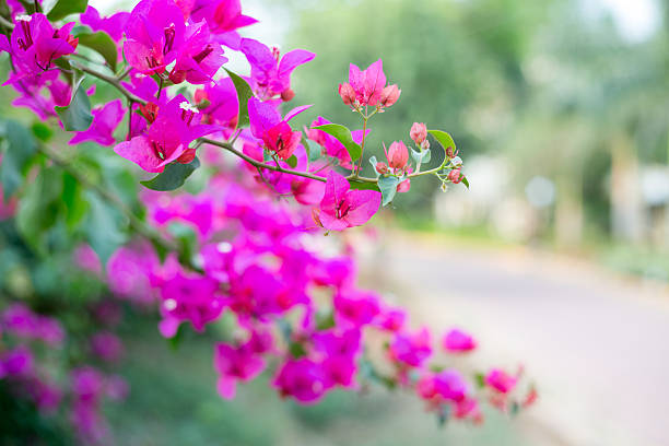 Pink flowers background - Shallow focus depth stock photo