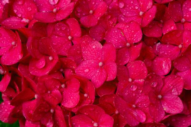 Pink flowers closeup stock photo