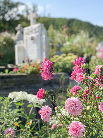 pink flowers in a christian cemetery in a sunny day