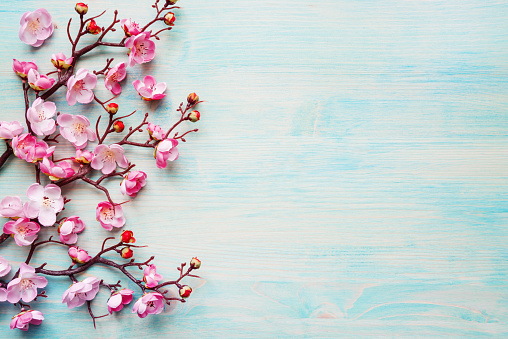 Abstract spring background of painted blue board with branch of flowering cherry branch covered with pink flowers