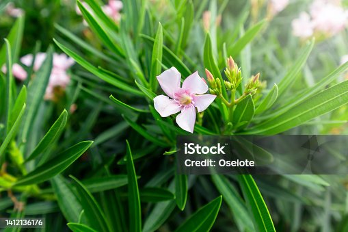 istock pink flowers on green leaves background,The beauty of flower,Background of natural flowers 1412136176