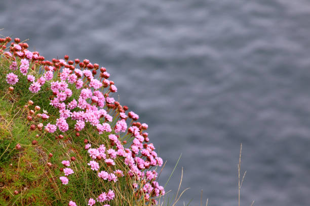 Pink flowers on the sea shore in Ireland stock photo